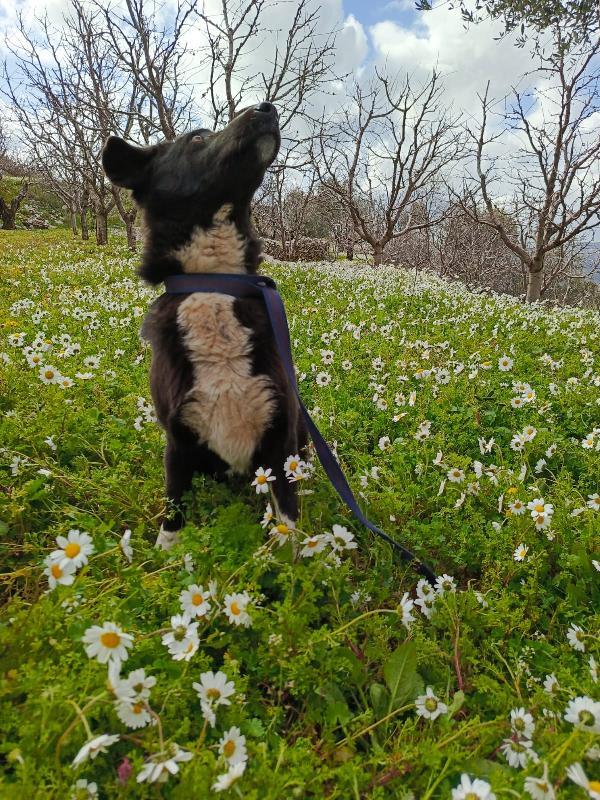 Windy, splendida simil Labrador Foto 8